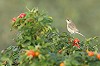 Thijs Glastra · Kleine Spotvogel