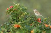 Thijs Glastra · Kleine Spotvogel