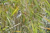 Thijs Glastra · Kleine Spotvogel