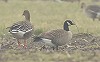 Arno ten Hoeve · Kleine Canadese Gans