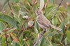 Jaap Denee · Kleine Spotvogel