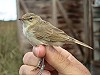 Leo Heemskerk · Kleine Spotvogel