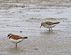  Guido Meeuwissen · Bonapartes Strandloper