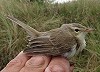 Luc Knijnsberg · Kleine Spotvogel