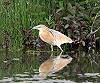 Ger de Hoog · Ralreiger