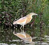 Ger de Hoog · Ralreiger