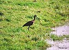 Peter Meininger · Zwarte Ibis