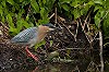 Inge van der Wulp · Groene Reiger