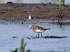 Hans Gebuis · Roodkeelstrandloper