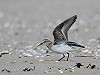 Karel Hoogteyling · Bairds Strandloper