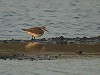 Albert de Jong · Bonapartes Strandloper