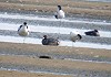 Nicolaas van Zalinge · Amerikaanse Wintertaling