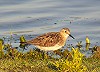 Erik Talens · Bairds Strandloper