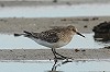 Ingmar van der Brugge · Bairds Strandloper