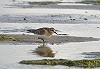 Ruud E Brouwer · Bairds Strandloper