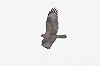 Garry Bakker · Arendbuizerd