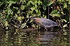 Kees de Vries · Groene Reiger