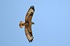 Kjell Nilsen · Arendbuizerd