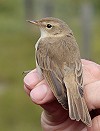 Lars Buckx · Kleine Spotvogel 