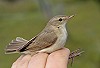 Lars Buckx · Kleine Spotvogel 