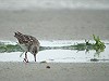 Enno B Ebels · Bonapartes Strandloper