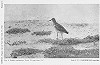 Frans Kooijmans · Gestreepte Strandloper