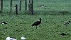 Arnoud B van den Berg · Zwarte Ibis