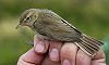 Arnoud B van den Berg / Vrs Van Lennep · Kleine Spotvogel