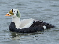 Brileider aanvaard als nieuwe soort voor Nederland