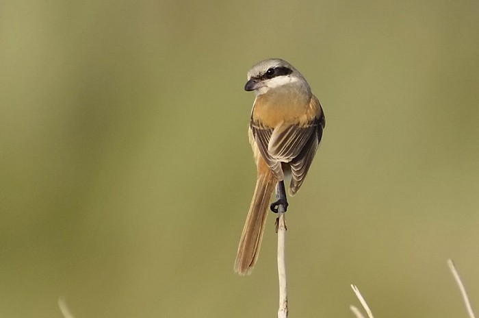 Langstaartklauwier ssp erythronotus