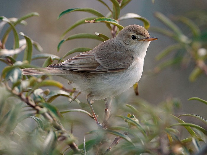 Kleine Spotvogel