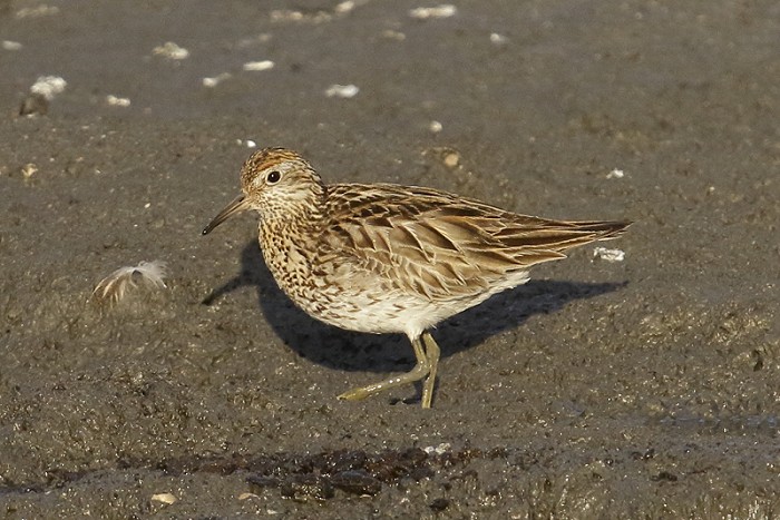 Siberische Strandloper