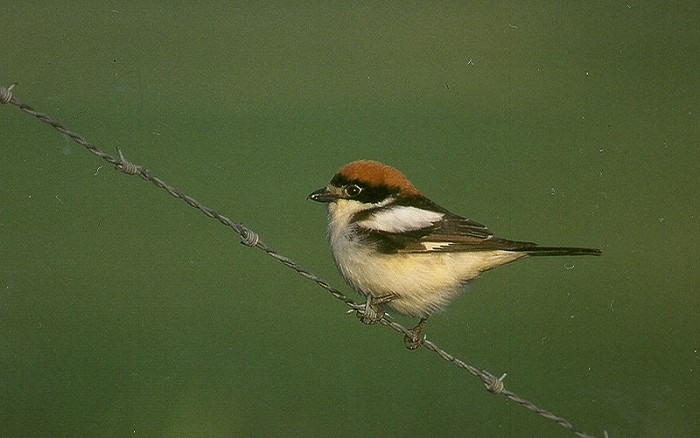 Roodkopklauwier