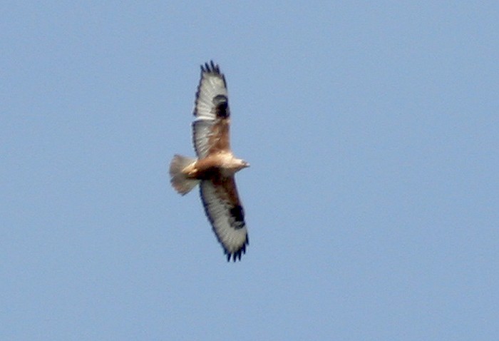 Arendbuizerd