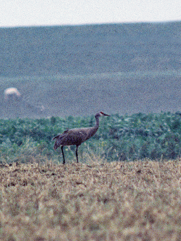 Canadese Kraanvogel