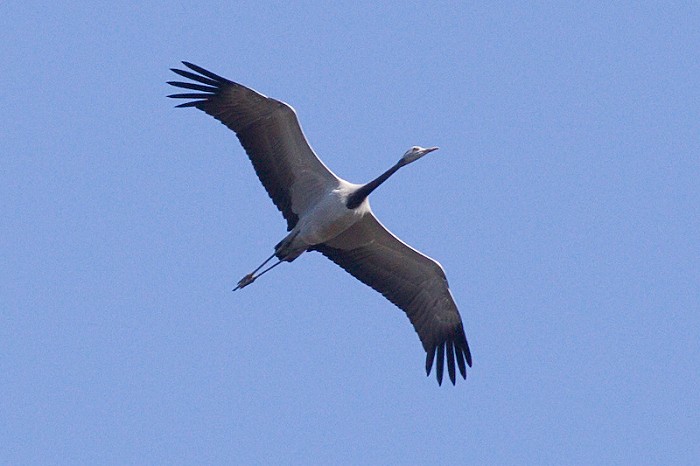 Jufferkraanvogel