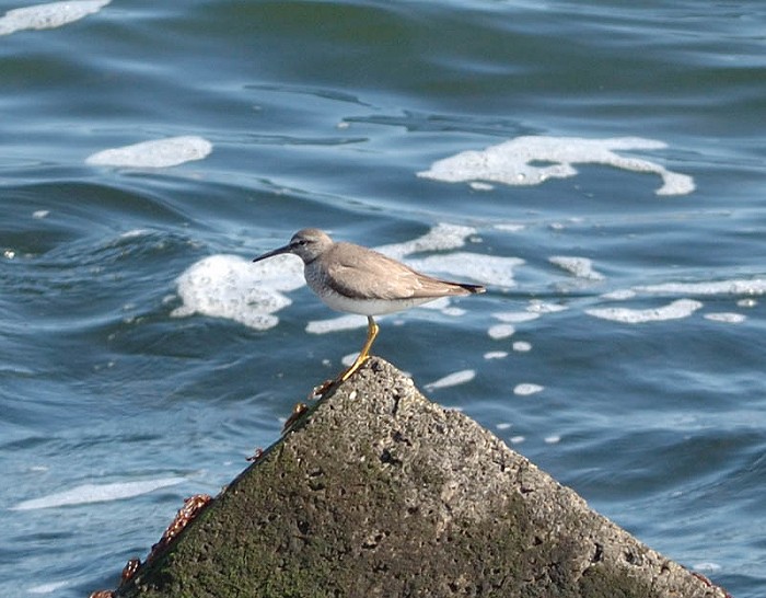 Siberische Grijze Ruiter