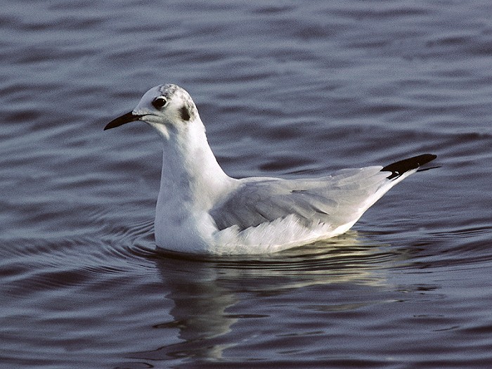 Kleine Kokmeeuw