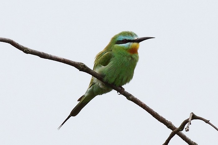 Groene Bijeneter