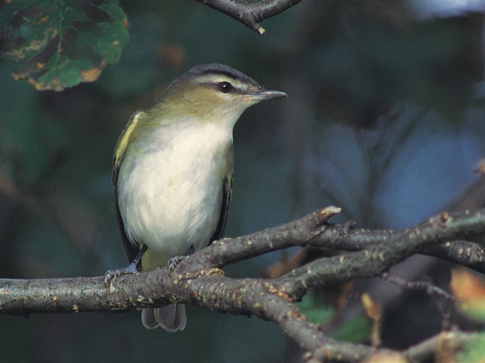 Roodoogvireo