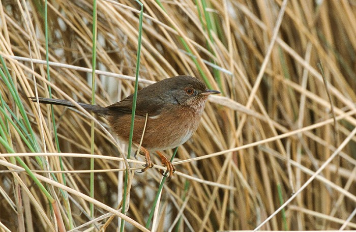 Provençaalse Grasmus