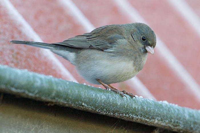 Grijze Junco