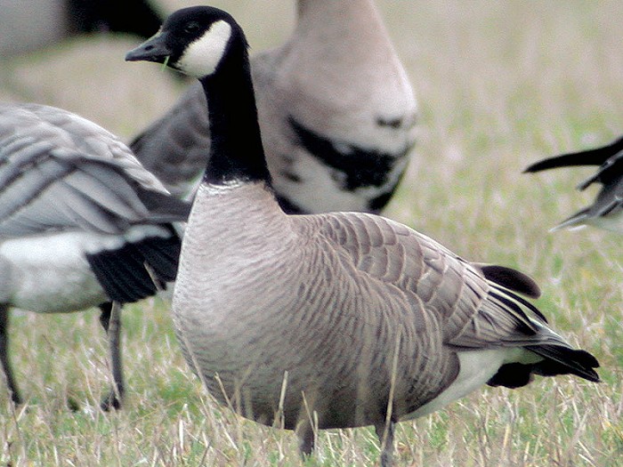 Kleine Canadese Gans