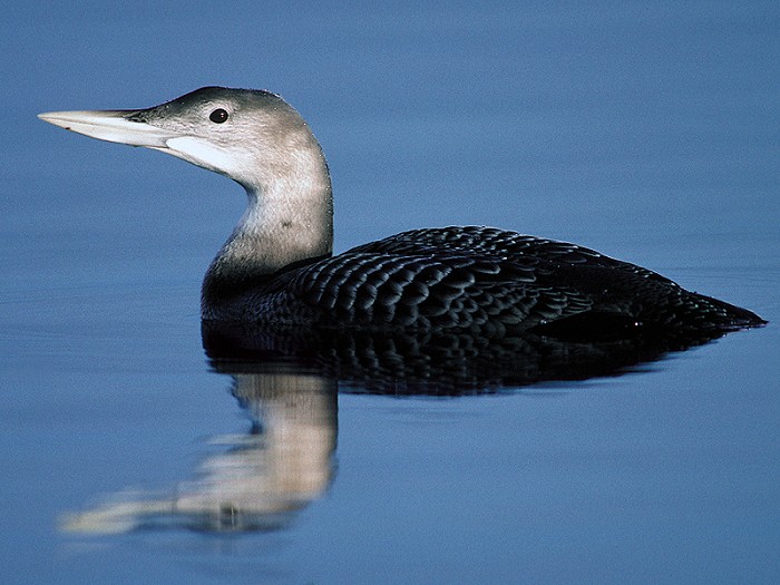 Geelsnavelduiker