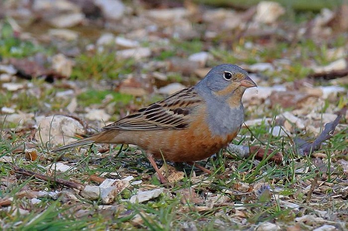 Bruinkeelortolaan