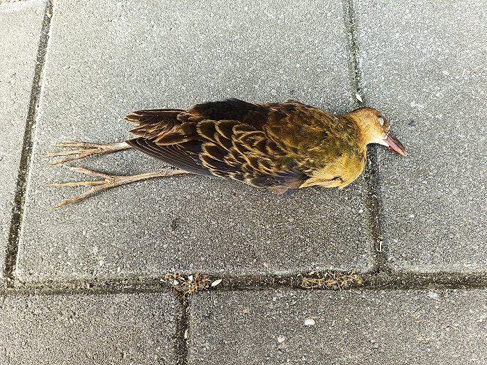 Afrikaans Purperhoen