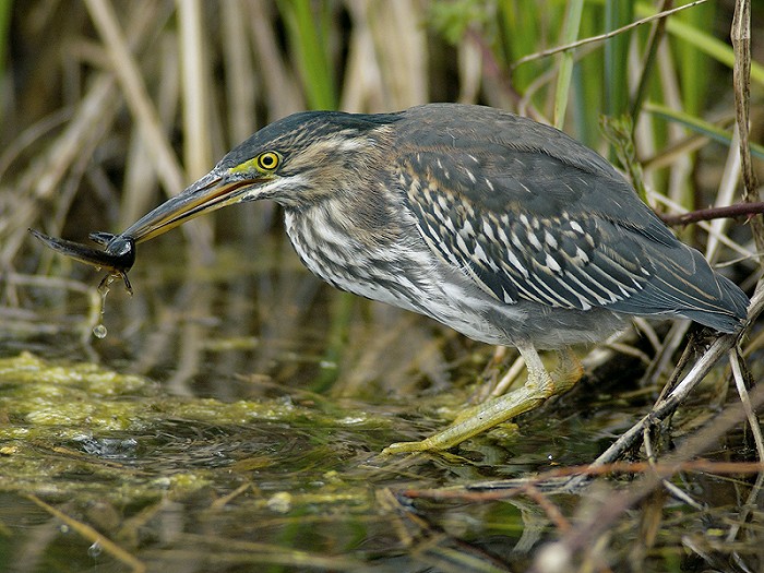 Groene Reiger