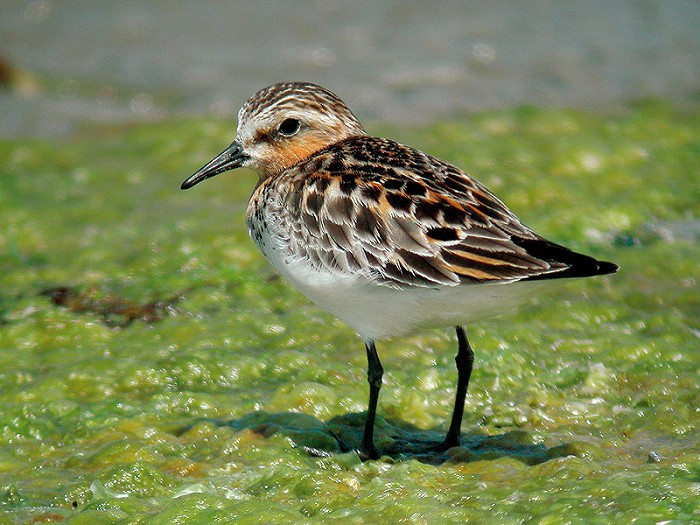 Roodkeelstrandloper