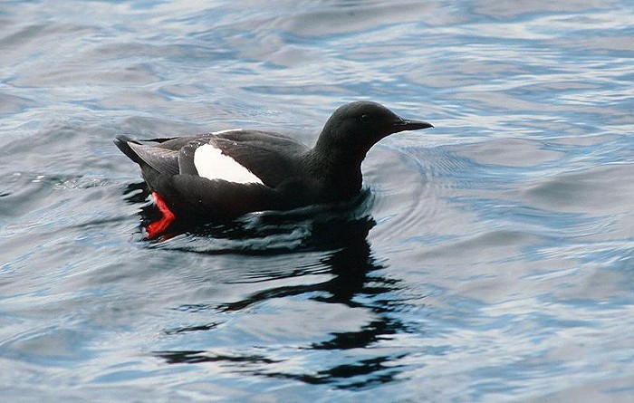 Zwarte Zeekoet