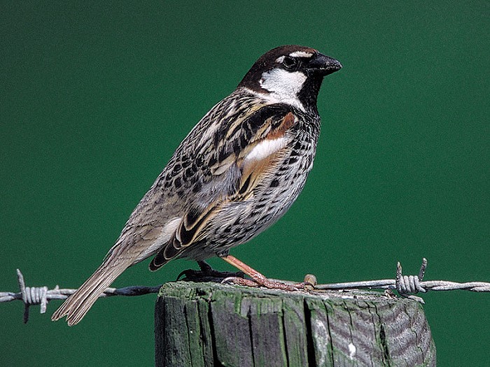 Explosieven Onrecht Verslijten Spaanse Mus - Passer hispaniolensis - Dutch Avifauna